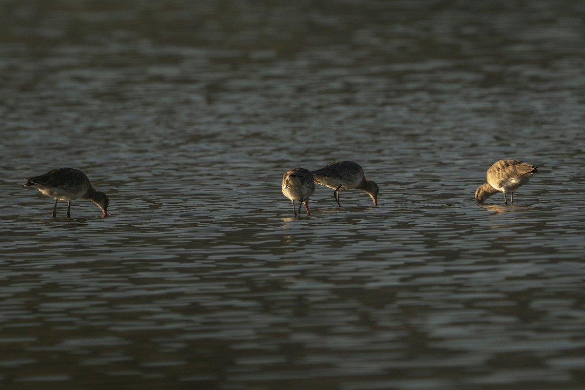 Black-tailed Godwit - ML622257133