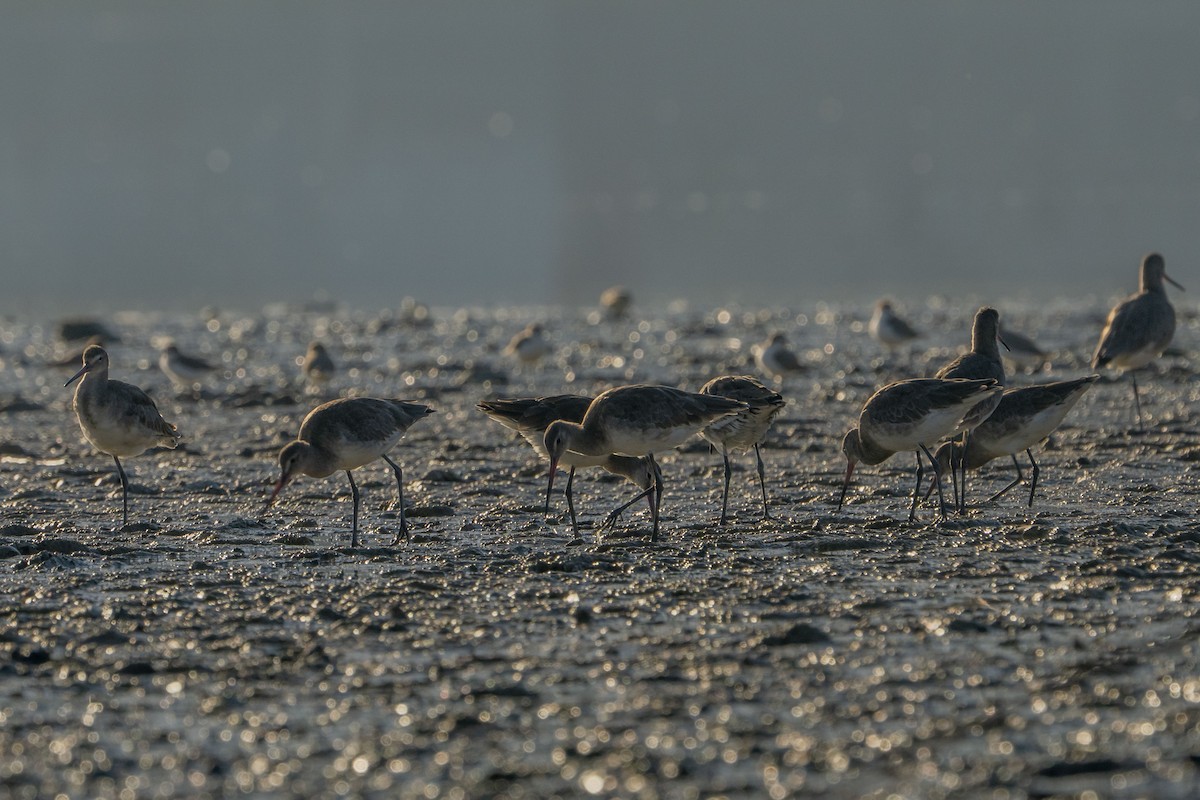 Black-tailed Godwit - ML622257134