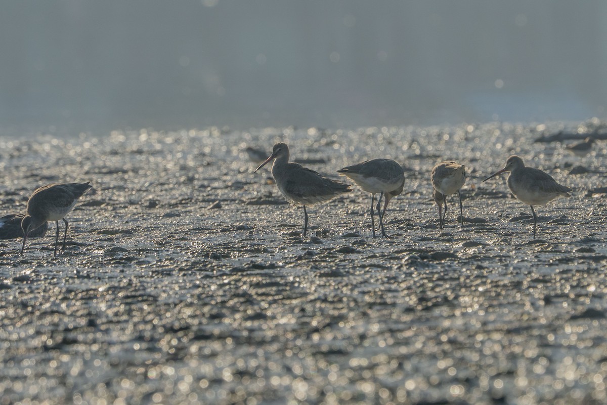 Black-tailed Godwit - ML622257135