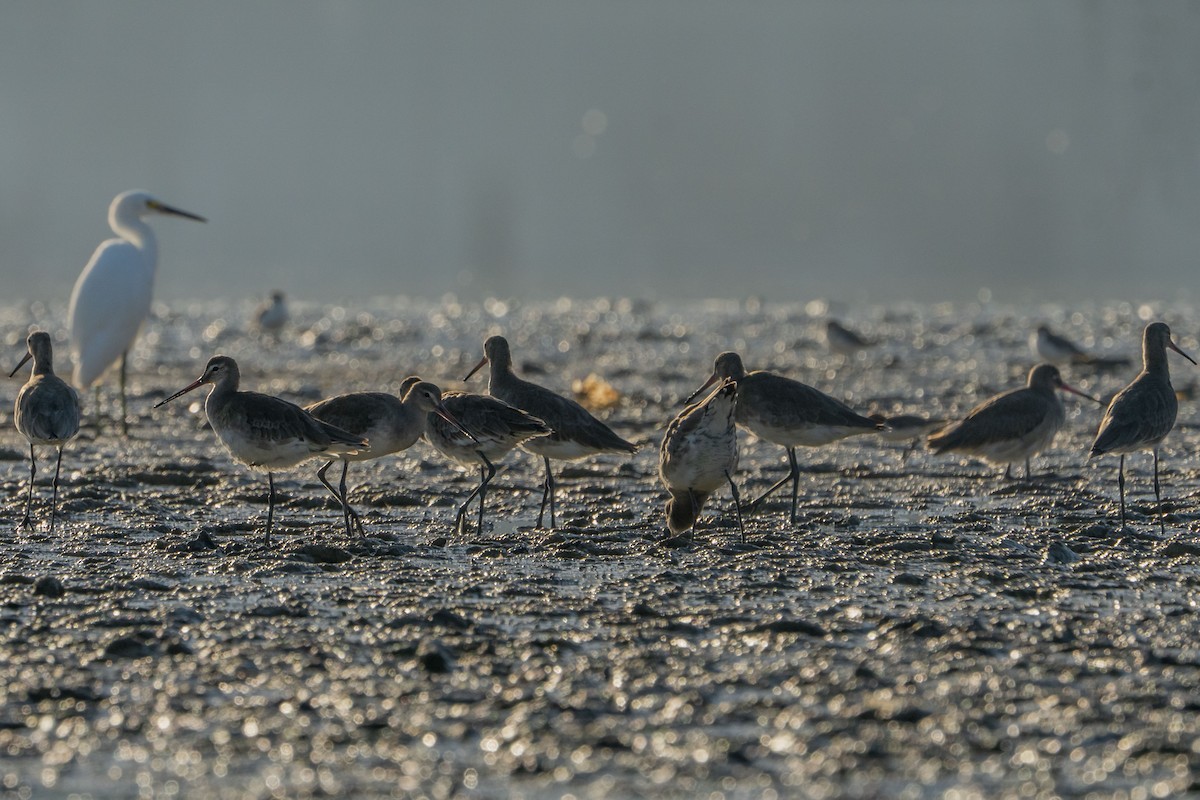 Black-tailed Godwit - ML622257136