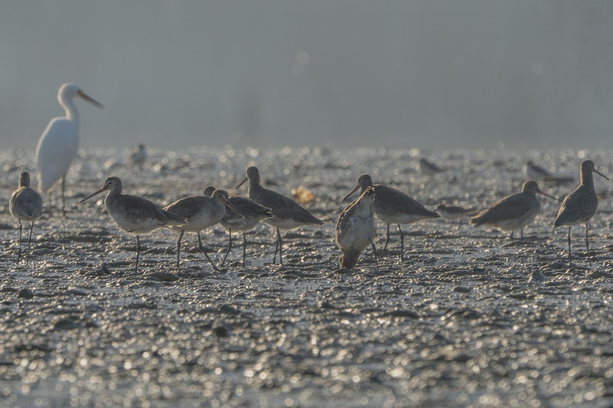 Black-tailed Godwit - ML622257137