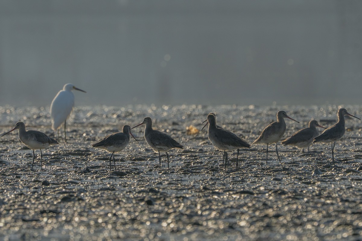 Black-tailed Godwit - ML622257138