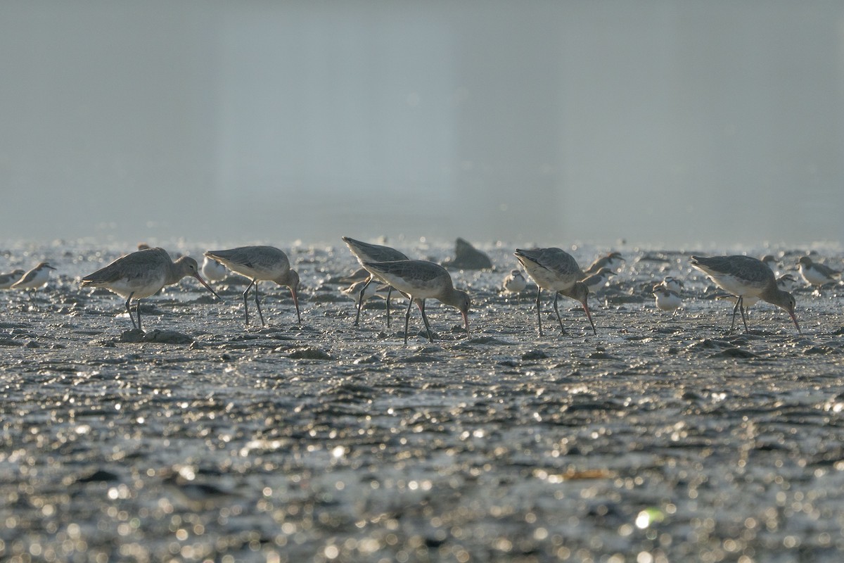 Black-tailed Godwit - ML622257139