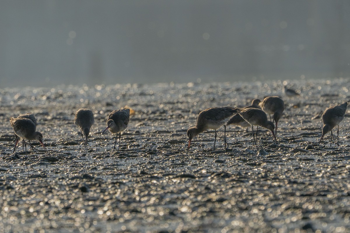 Black-tailed Godwit - ML622257140