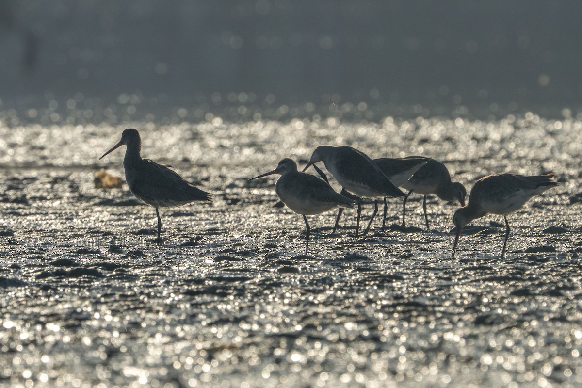 Black-tailed Godwit - ML622257141