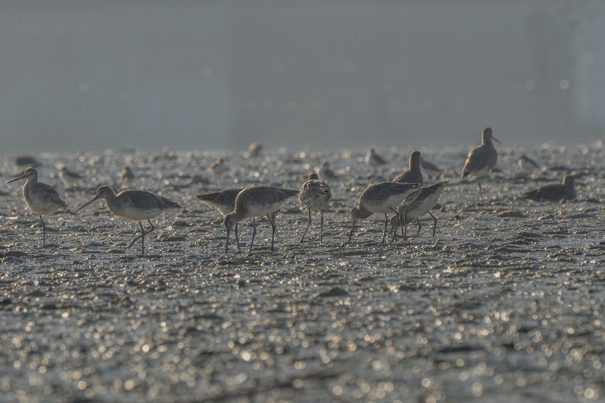 Black-tailed Godwit - ML622257142