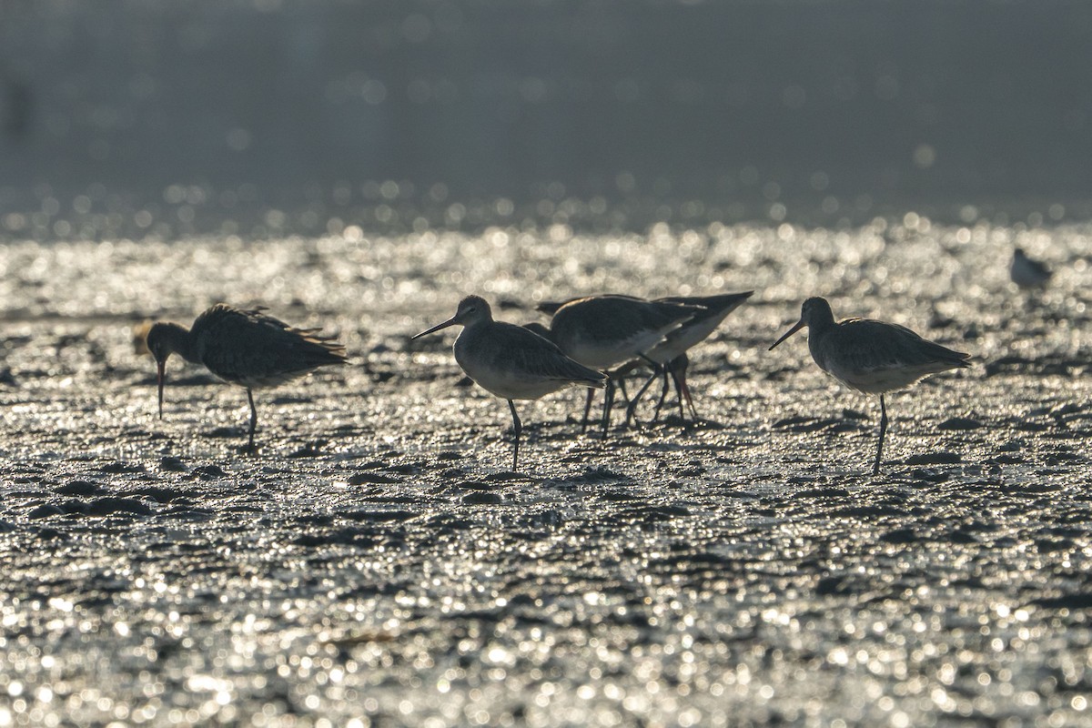 Black-tailed Godwit - ML622257143