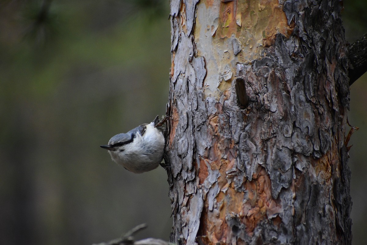 Eastern Rock Nuthatch - ML622257218