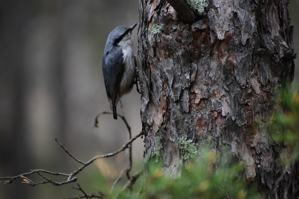 Eastern Rock Nuthatch - ML622257236