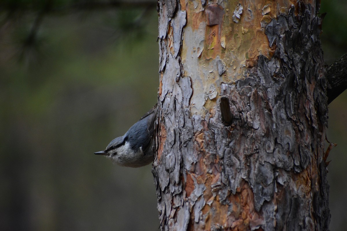 Eastern Rock Nuthatch - ML622257237