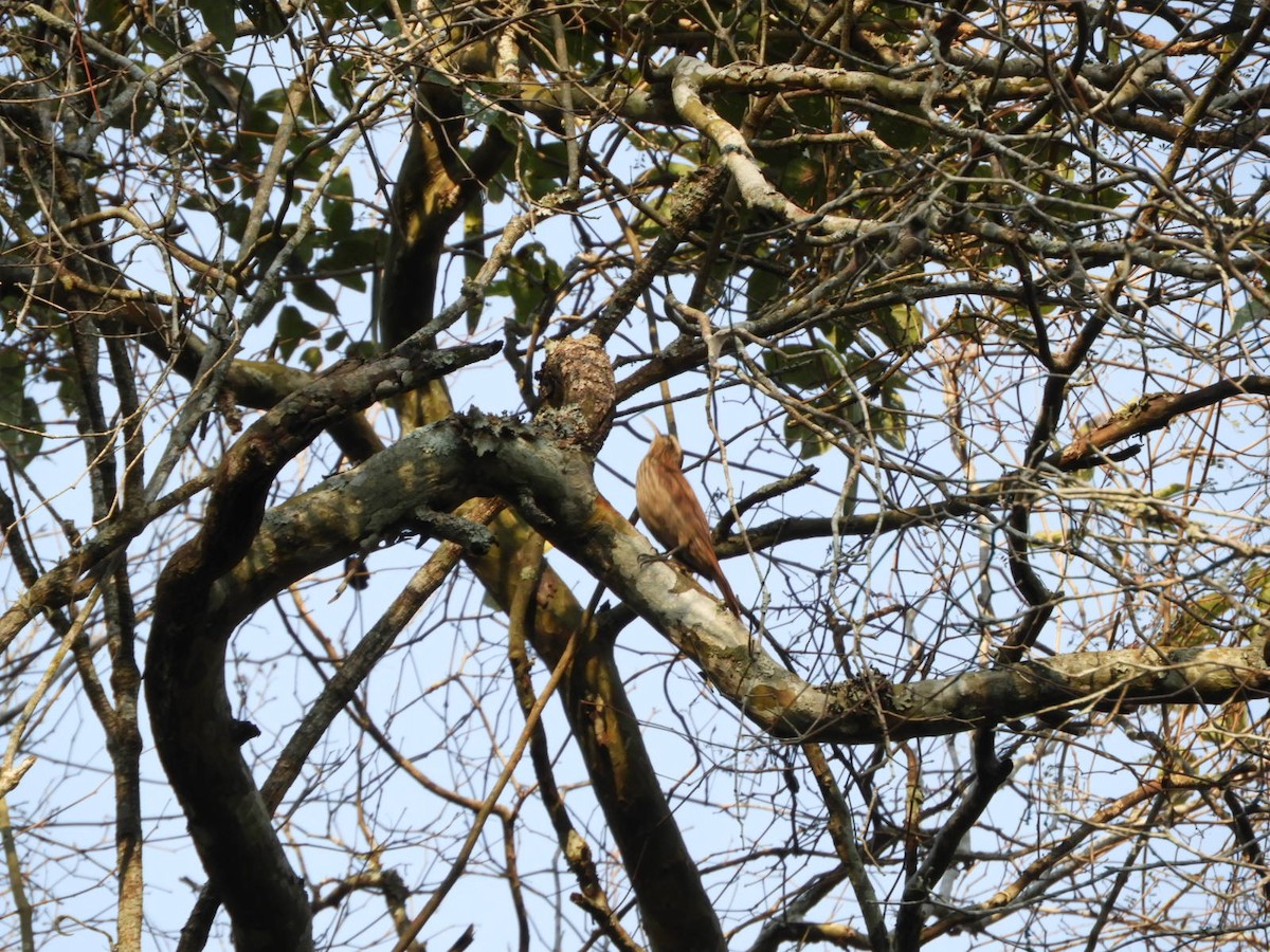 Narrow-billed Woodcreeper - ML622257244