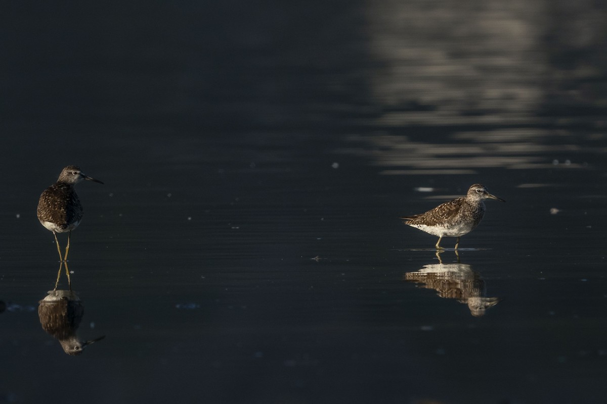 Wood Sandpiper - ML622257269