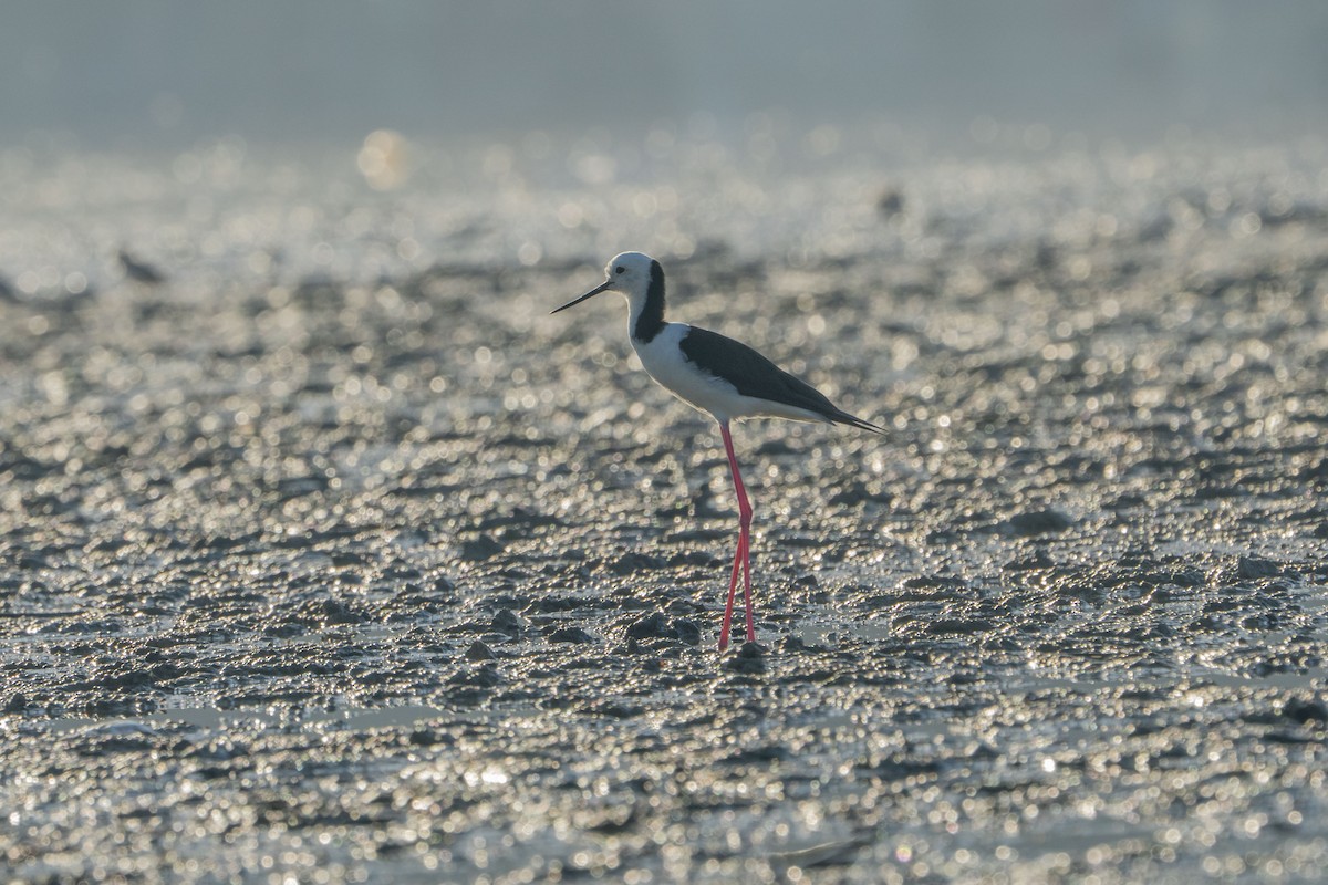 Pied Stilt - ML622257273