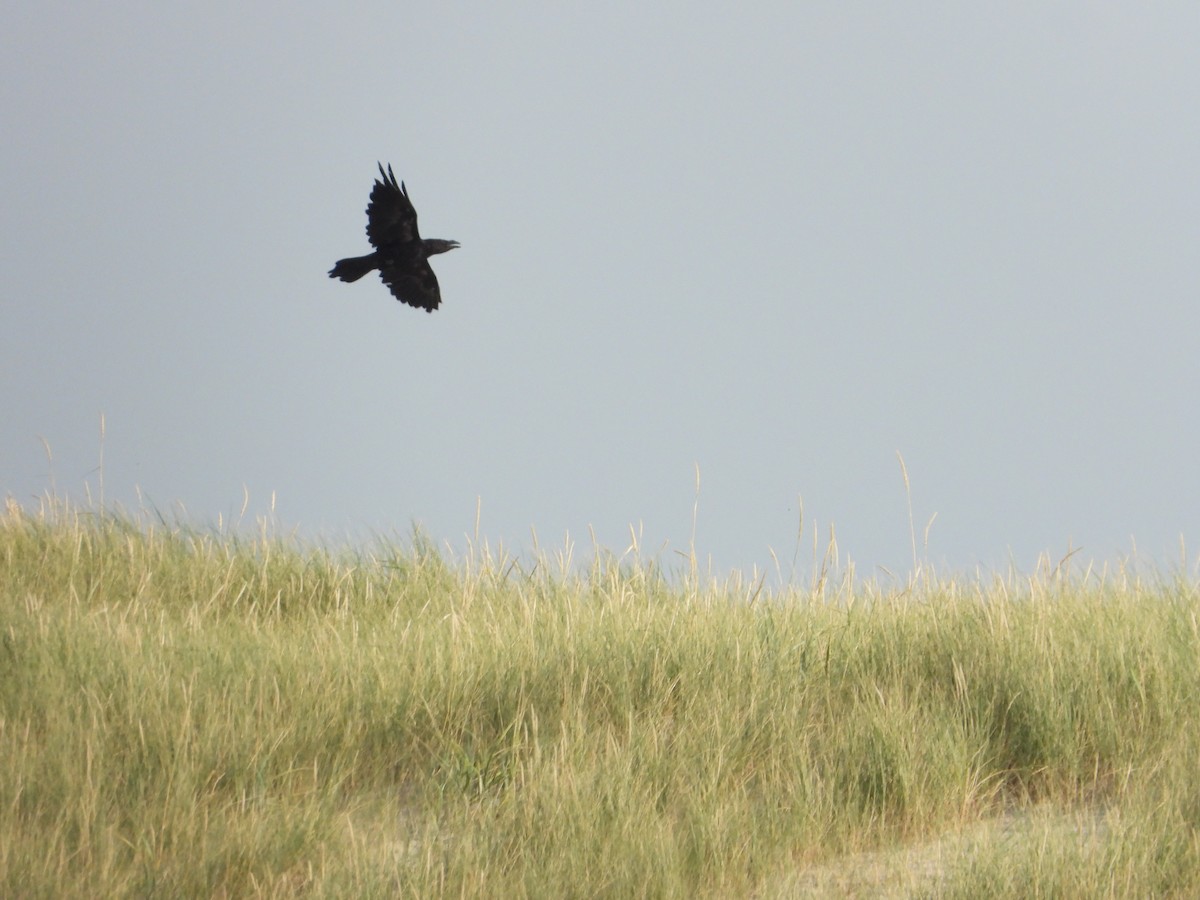 Common Raven - Martin Rheinheimer