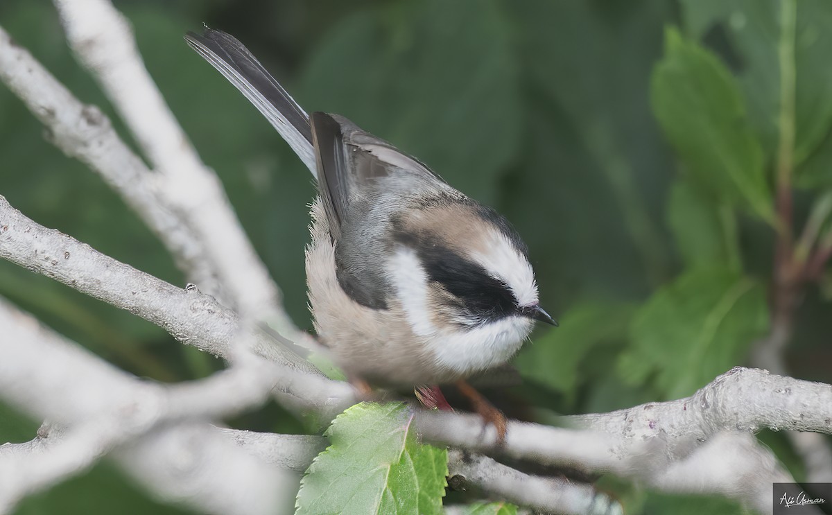 White-throated Tit - ML622257437