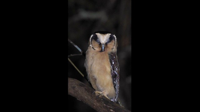 Buff-fronted Owl - ML622257478