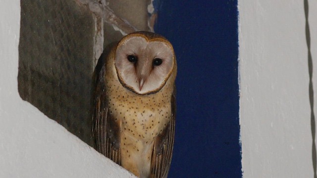 Barn Owl (American) - ML622257480