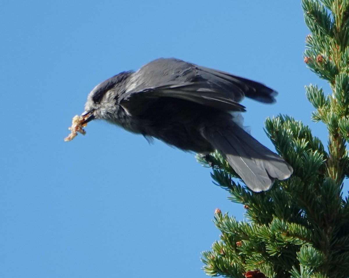 Canada Jay - ML622257490