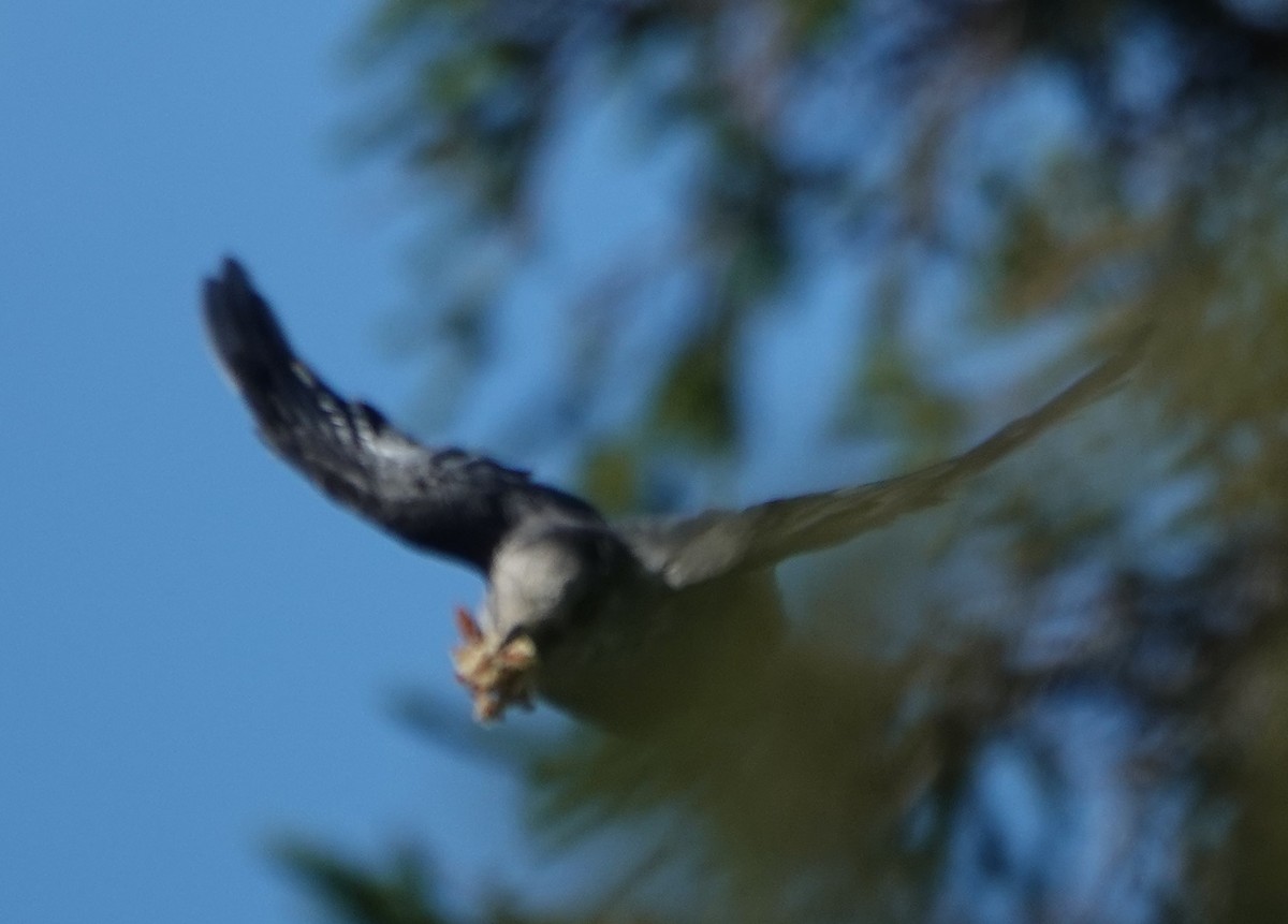 Canada Jay - ML622257491