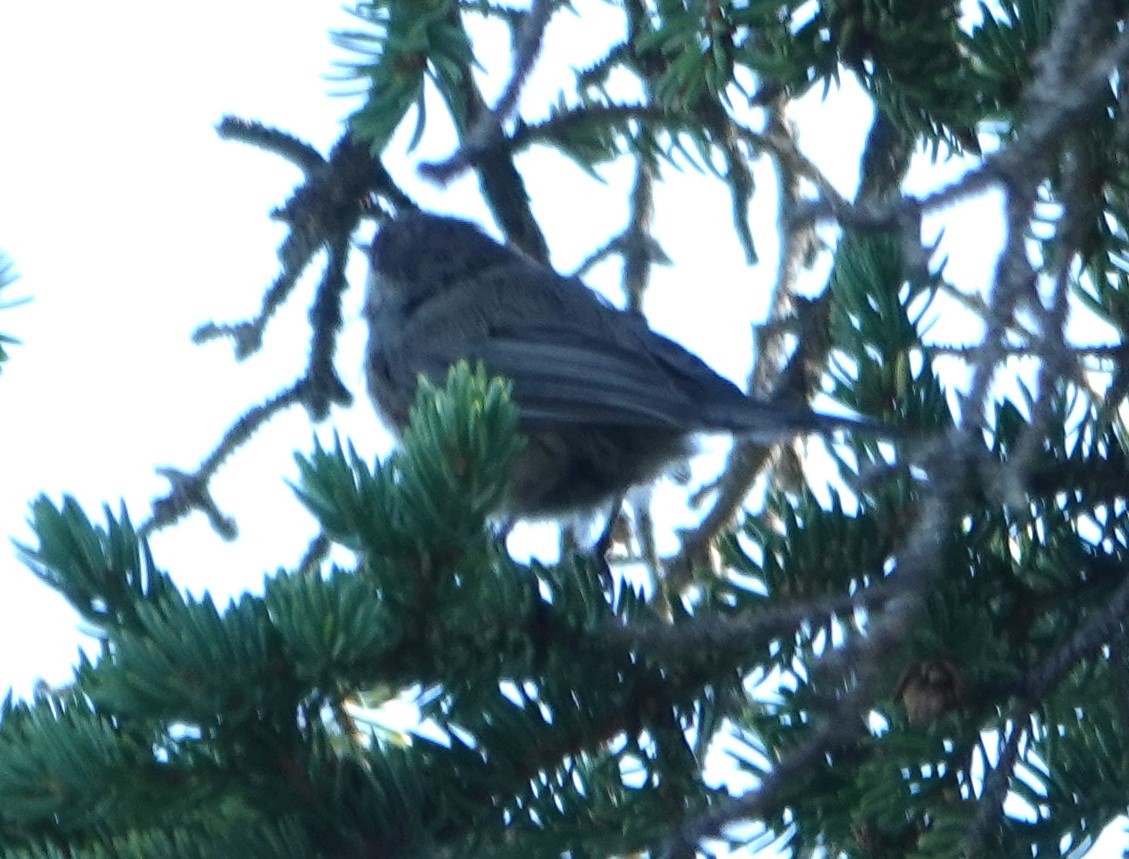 Boreal Chickadee - ML622257502