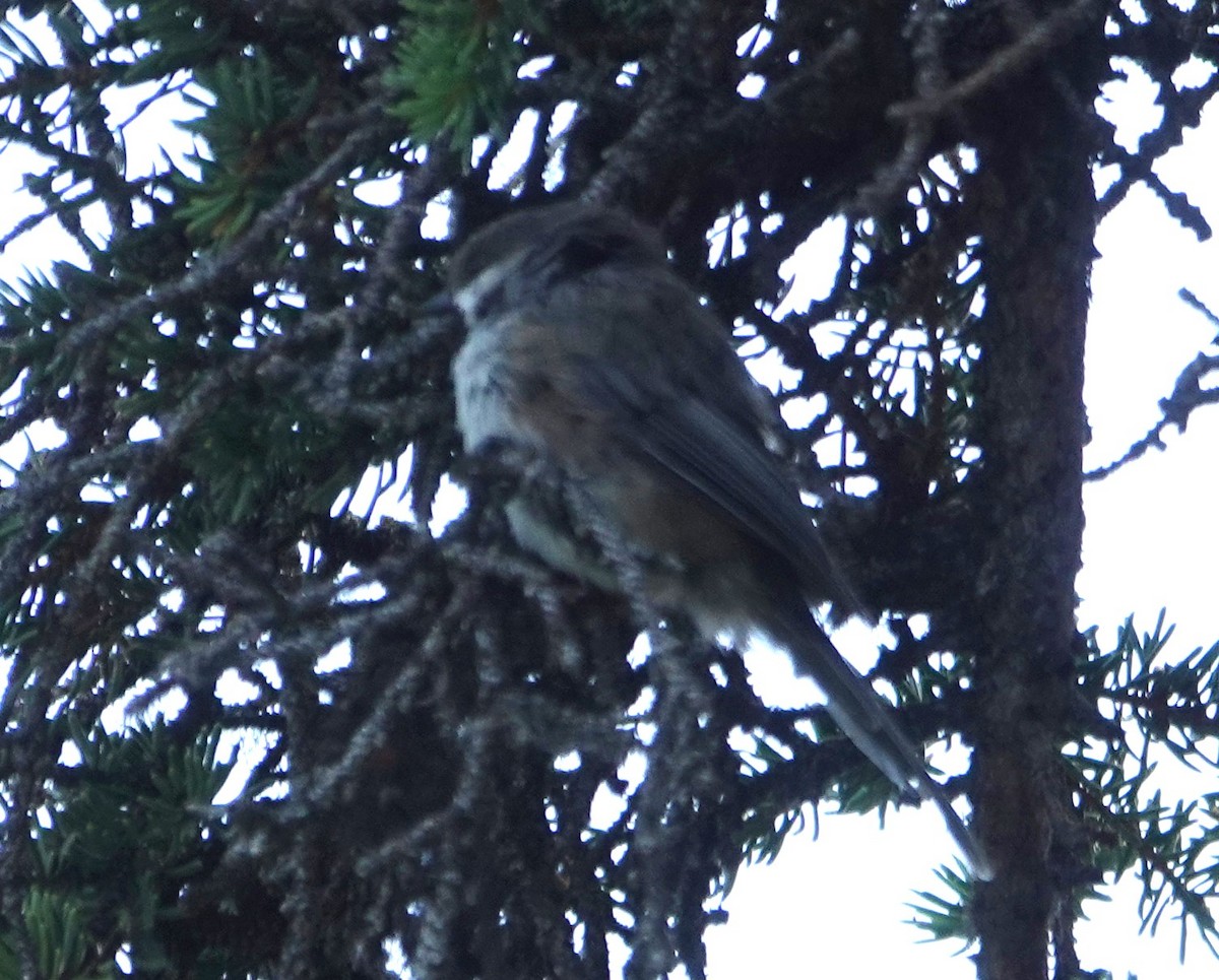 Boreal Chickadee - ML622257506