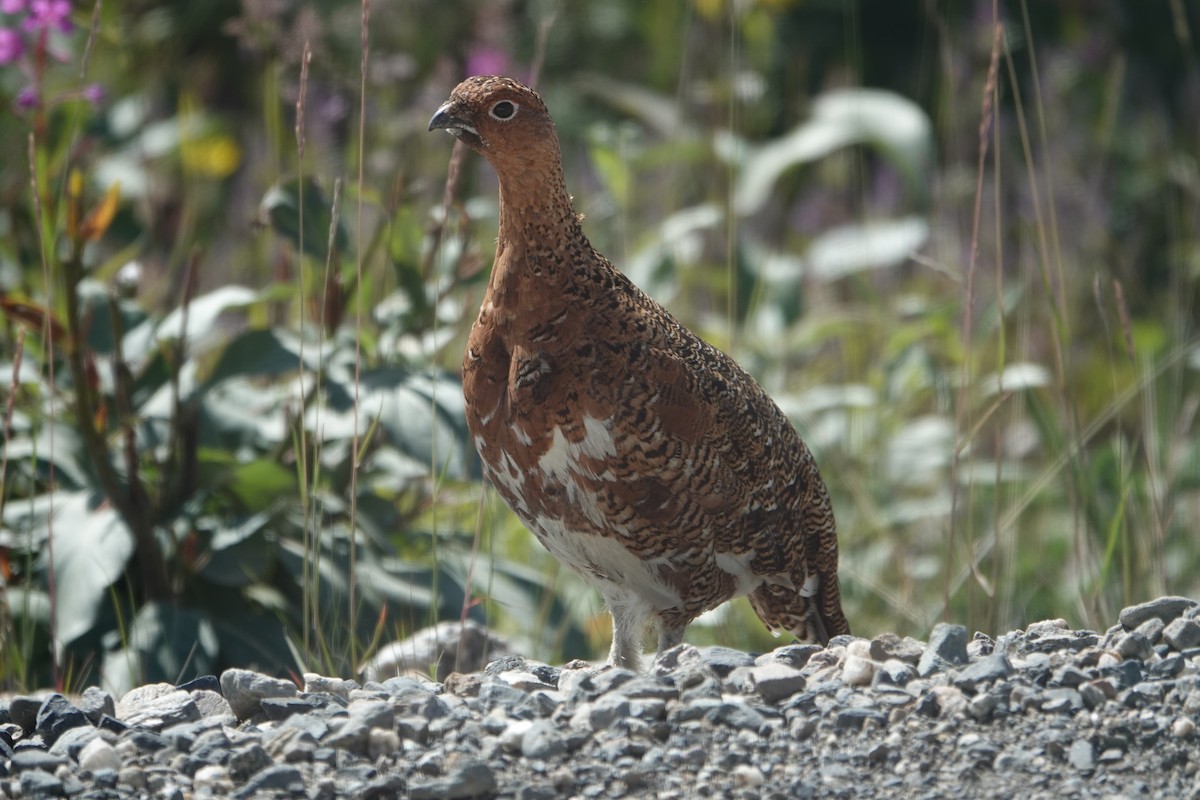 Willow Ptarmigan - ML622257533