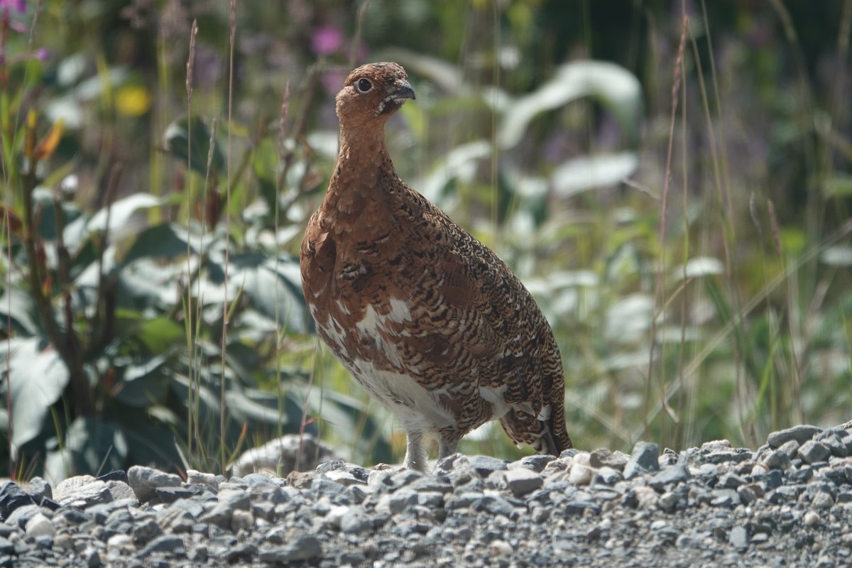 Willow Ptarmigan - ML622257536