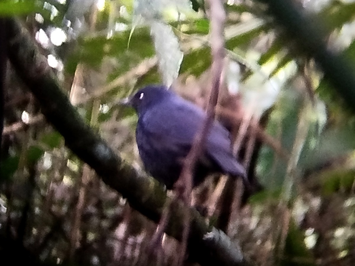 Javan Whistling-Thrush - ML622257581