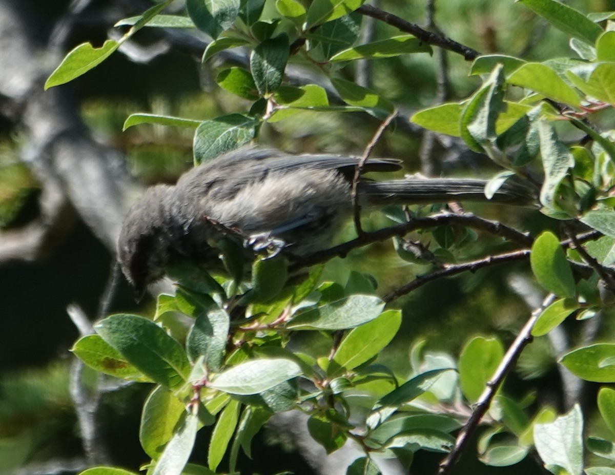 Boreal Chickadee - ML622257623