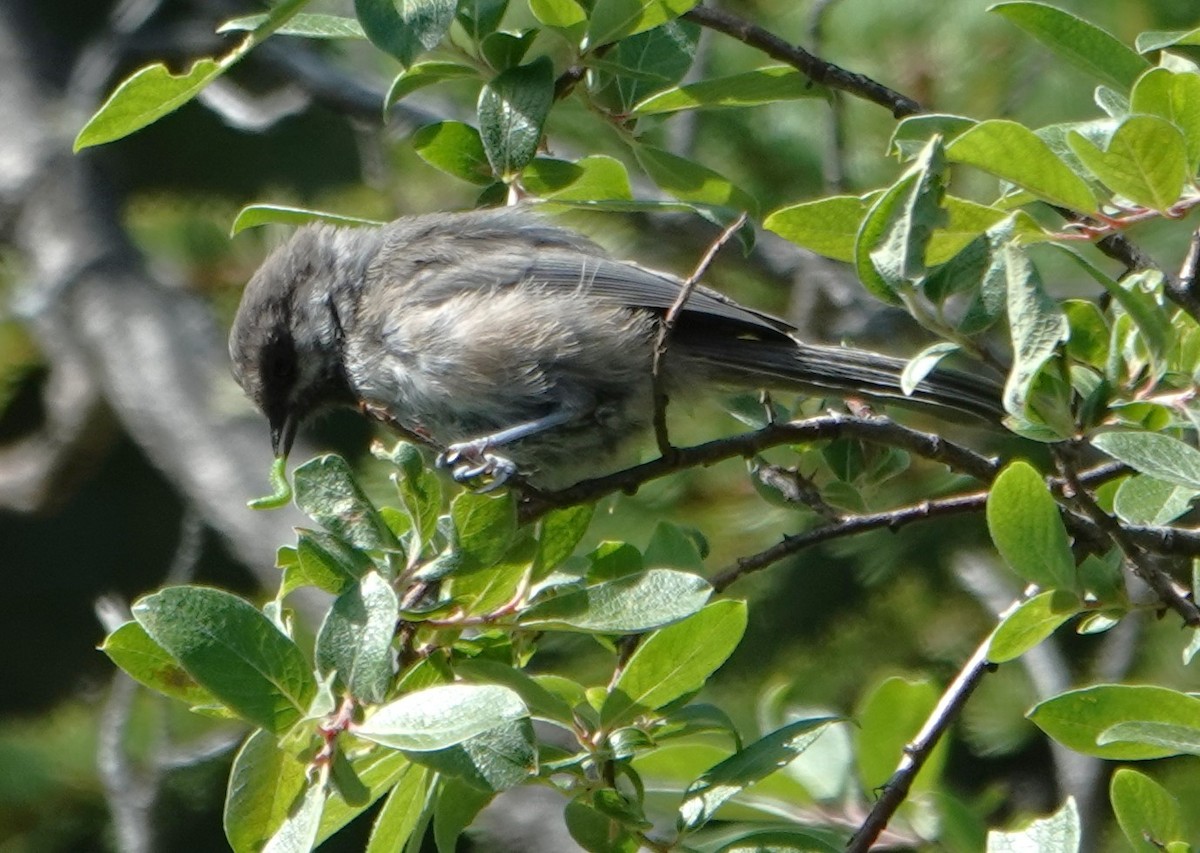 Boreal Chickadee - ML622257624