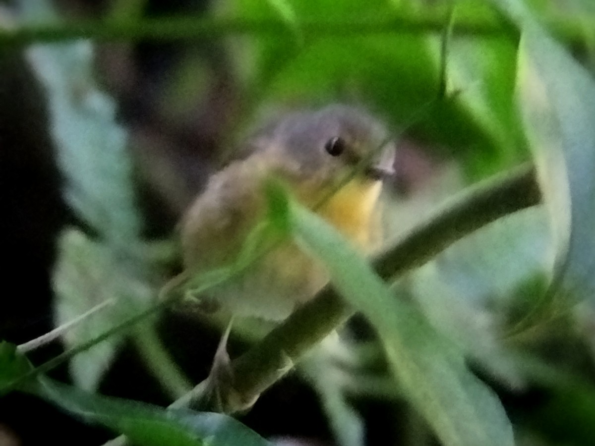 Snowy-browed Flycatcher - Lars Mannzen