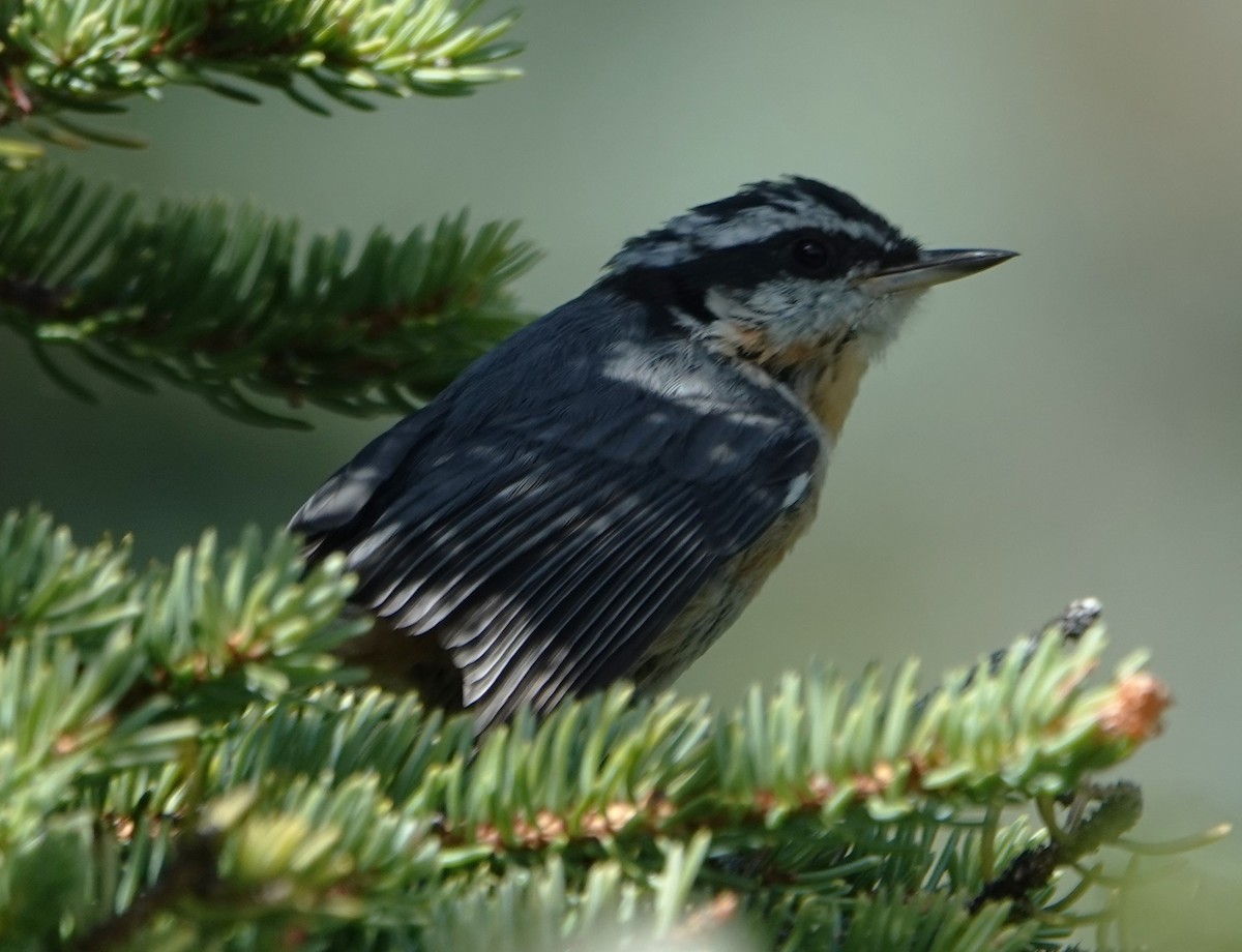 Red-breasted Nuthatch - ML622257633