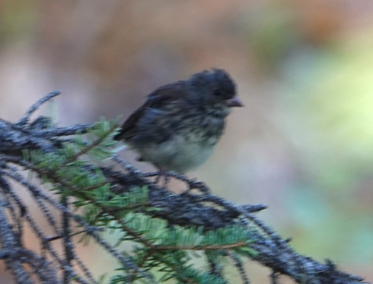 Dark-eyed Junco - ML622257636