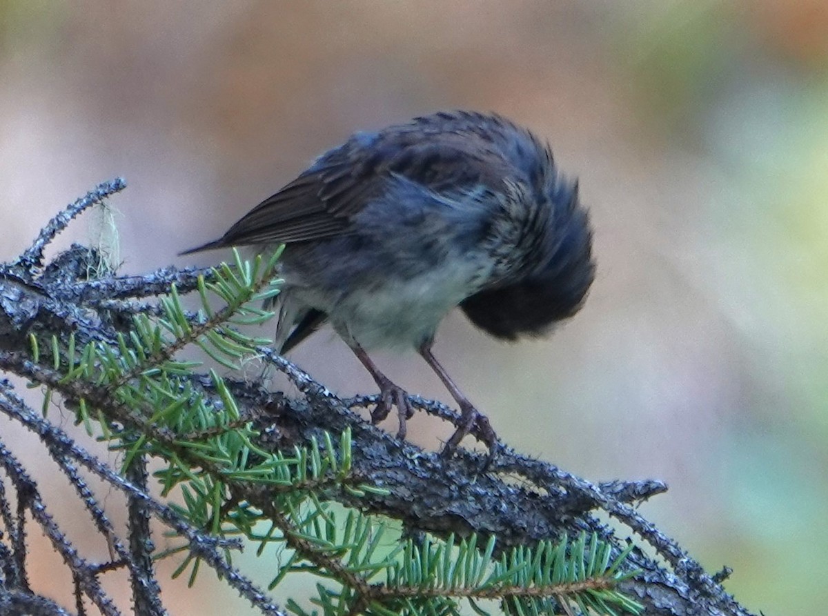 Dark-eyed Junco - ML622257637