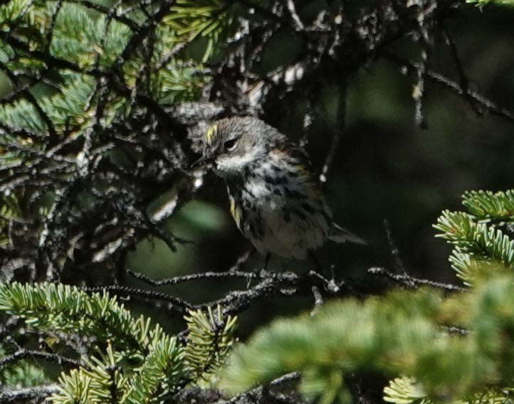 Yellow-rumped Warbler - ML622257640