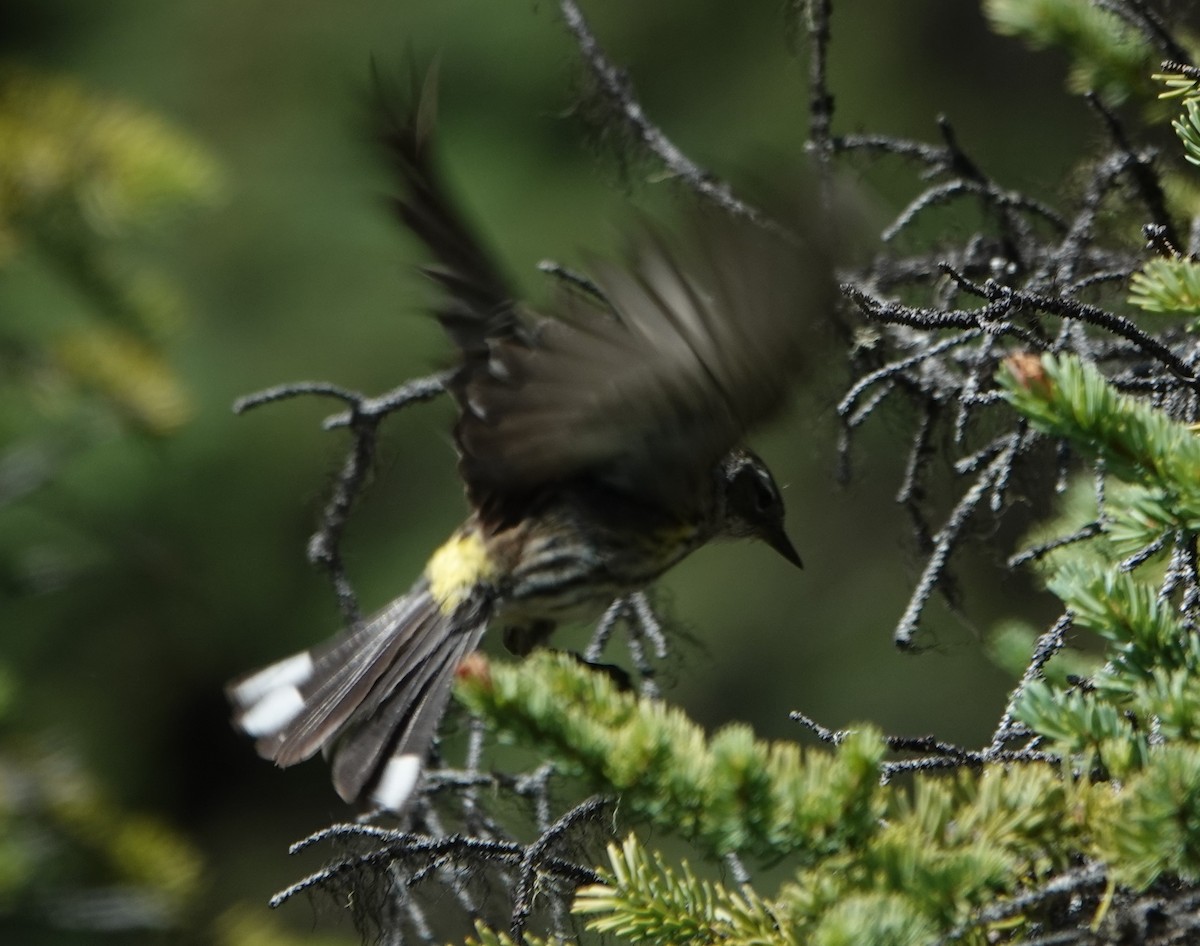 Yellow-rumped Warbler - ML622257653