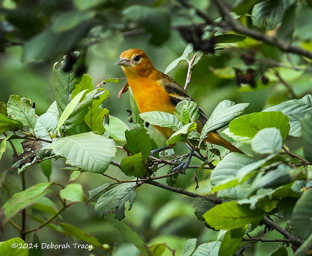 Baltimore Oriole - ML622257654