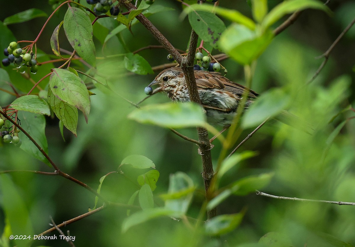 Song Sparrow - Deborah Kral