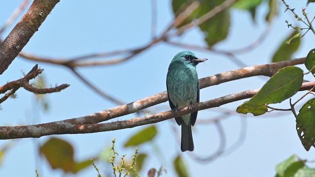 Turquoise Flycatcher - ML622257677