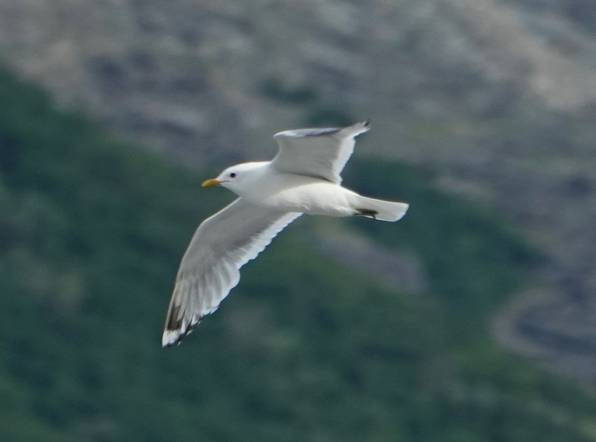 Short-billed Gull - ML622257678