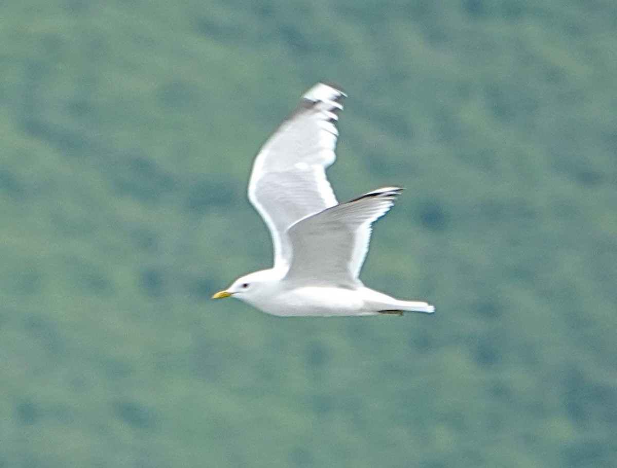 Short-billed Gull - ML622257679