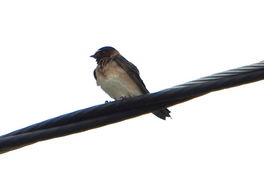 Cliff Swallow - ML622257683