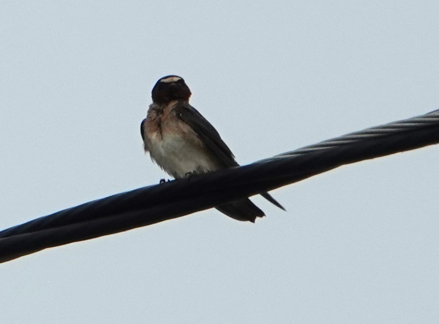 Cliff Swallow - ML622257684