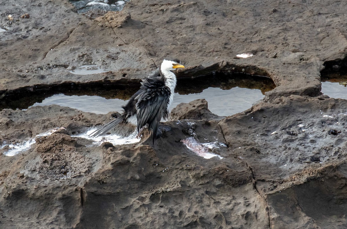 Cormorán Piquicorto - ML622257689