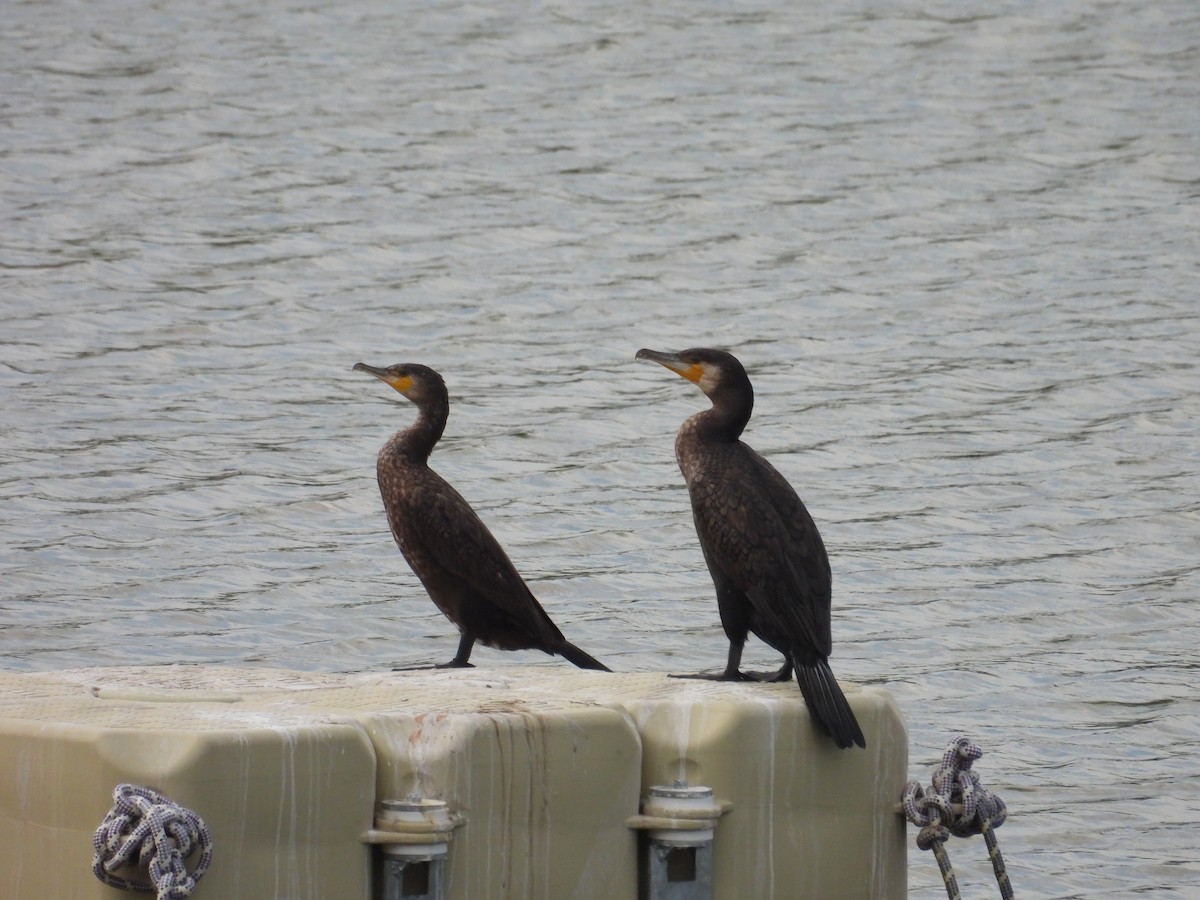 Great Cormorant - ML622257726