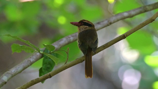 Sulawesi Lilac Kingfisher - ML622257775