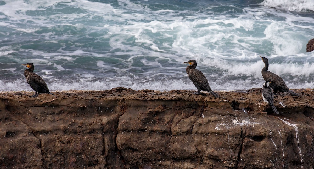 Cormorán Grande (australiano-asiático) - ML622257888