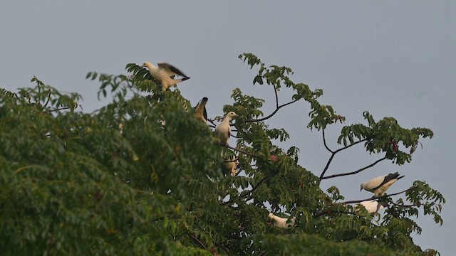 Pied Imperial-Pigeon - ML622257916