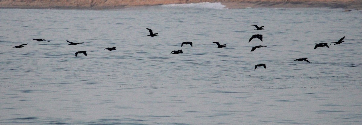 Double-crested Cormorant - ML622258055