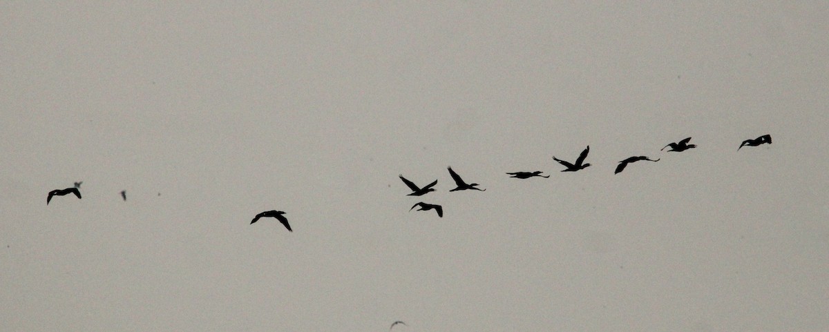 Double-crested Cormorant - ML622258056
